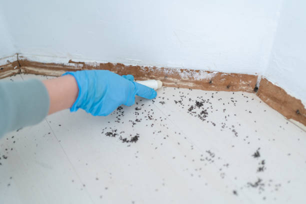 Best Local Pest Control Services  in Columbus, MS